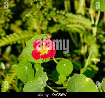 I nasturzi commestibili di piante che crescono in un giardino suburbano Foto Stock