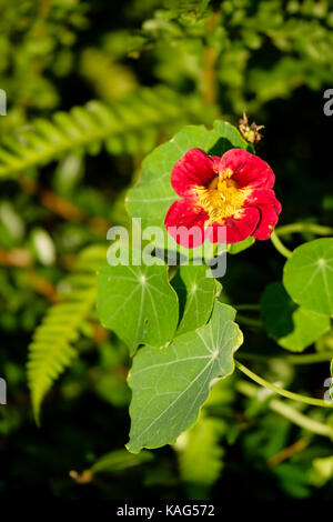 I nasturzi commestibili di piante che crescono in un giardino suburbano Foto Stock