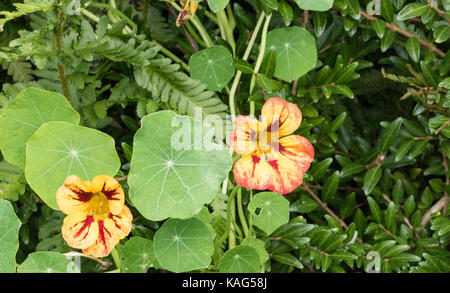 I nasturzi commestibili di piante che crescono in un giardino suburbano Foto Stock