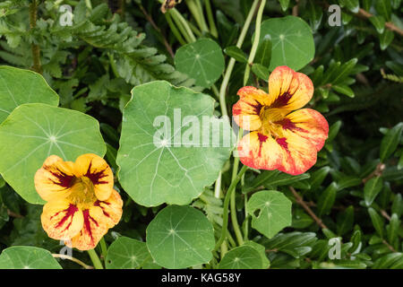 I nasturzi commestibili di piante che crescono in un giardino suburbano Foto Stock