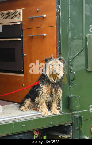Cute cane guardando fuori della parte posteriore di un furgone Foto Stock