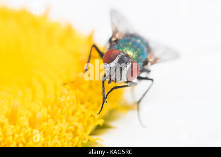 Verde bottiglia volare sul fiore Foto Stock