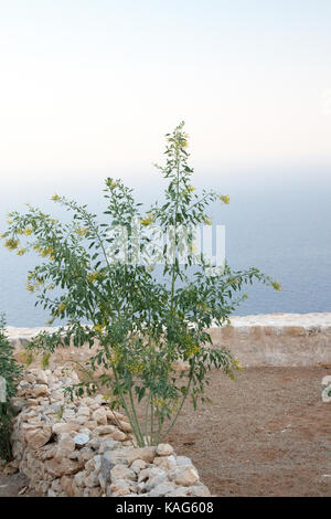 Nicotiana glauca crescente tra le rovine del castello dei cavalieri di San Giovanni, Halki, Grecia Foto Stock