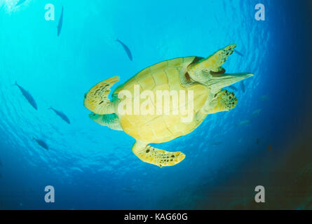 L'Egitto. Mar Rosso. Vista del lato inferiore della tartaruga embricata nuoto sott'acqua. Foto Stock