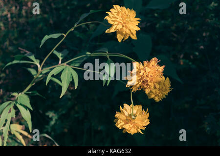 Giallo sbiadito fiori da giardino di close-up. Foto Stock