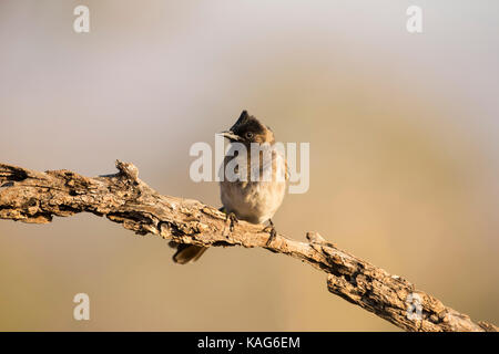 Dark-Capped (black eyed) Bulbul tricolore Pycnonotus appollaiato su un ramo di pianura Foto Stock