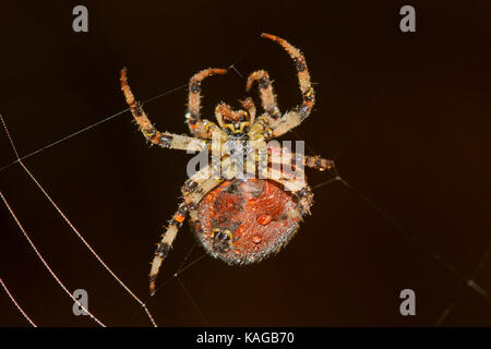 Grande, grasso del giardino europeo spider, coperto con gocce di rugiada, tessitura un web di prima mattina Foto Stock