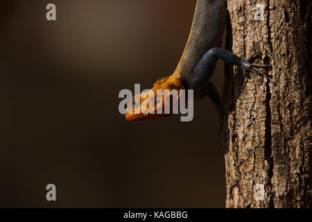 Mwanza a testa piatta lucertola AGAMA SA Foto Stock