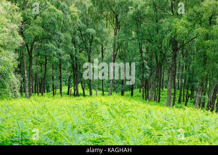 Vista verde di felci e alberi, Glen lyon, SCOZIA Foto Stock