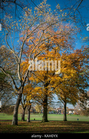 Alberi autunnali in peckham rye park south london Foto Stock