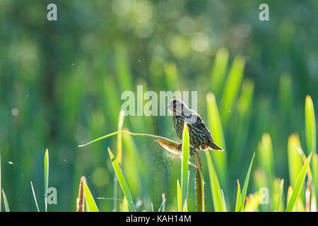 Red winged blackbird baby Foto Stock