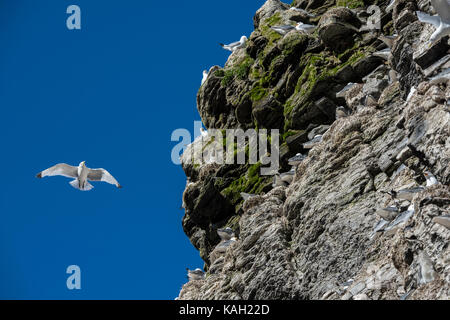 Norvegia, Svalbard, Riserva Naturale Sud Svalbard, Edgeoya, Kapp Waldburg. Colonia di nesting gattie a zampe nere (WILD: Rissa tridactyla) Foto Stock