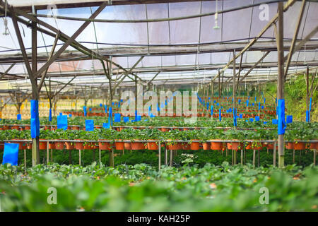 Hydroponic organico COLTIVAZIONE FRAGOLA farm Foto Stock