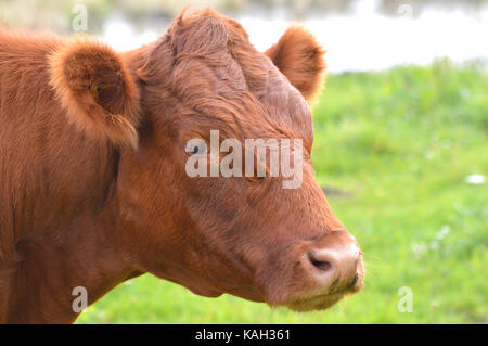 La mucca del South Devon, allevata fin dal XVI secolo per la grande qualità della carne bovina, cresce fino a un peso medio di 560 kg Foto Stock