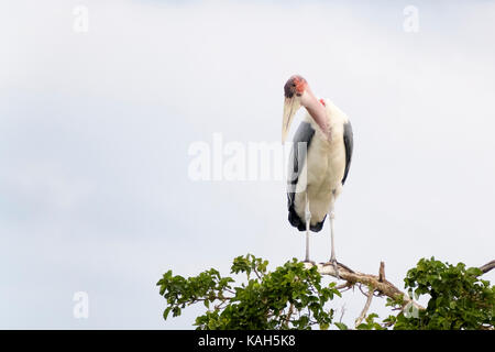 Marabou stork (leptoptilos crumeniferus) arroccato nella struttura ad albero, Kruger National Park, Sud Africa. Foto Stock