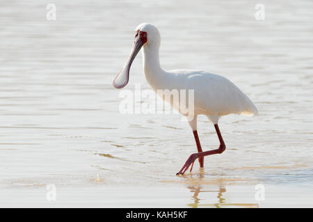 African spatola (platalea alba) rovistando in acqua, parco nazionale Kruger, sud africa. Foto Stock