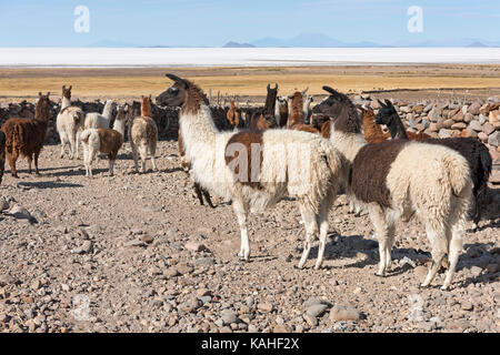 Lama glama, mandria in un paesaggio arido, Altiplano, Colchani, Potosí, Bolivia Foto Stock