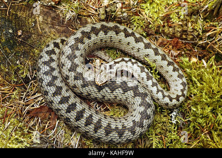 Bel maschio europeo comune di sommatore crogiolarsi su moss ( Vipera berus ) Foto Stock