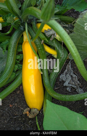 Zucchine giallo (Cucurbita pepo subsp. pepo convar. giromontiina) sulla pianta, Germania Foto Stock