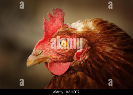 Brown Hen ritratto con occhio danneggiato, problema genetico Foto Stock