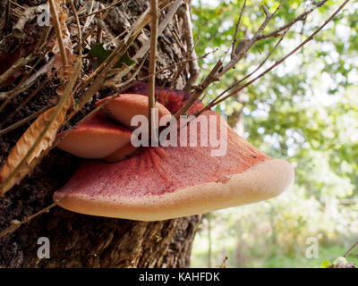 Fistulina hepatica (la bistecca di manzo fungo, noto anche come bistecca di manzo polypore o ox tongue) è una staffa insolito fungo comune in Gran Bretagna. Foto Stock