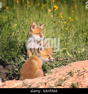 Fox cubs vicino al burrow in primavera ( vulpes vulpes ) Foto Stock