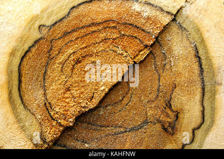 Cuore di un albero tagliato log, consistenza naturale per il tuo design Foto Stock