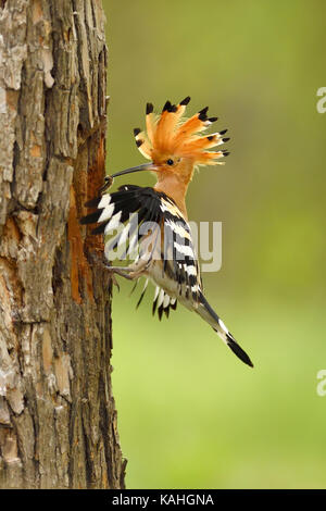 Upupa (Upupa epops) avvicinando la grotta di allevamento, Parco Nazionale di Kiskunsag, Ungheria Foto Stock