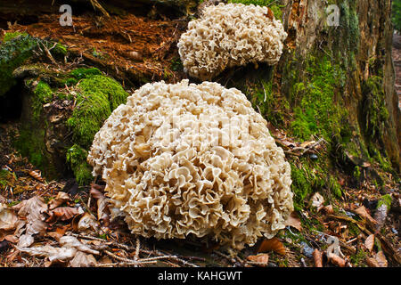 Legno fungo cavolfiore o legno fungo cavolfiore (Sparassis crispa) su marcio tronco di albero, Parco Nazionale della Foresta Bavarese Foto Stock