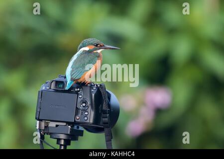 Common kingfisher (Alcedo atthis) siede sulla fotocamera, Hesse, Germania Foto Stock