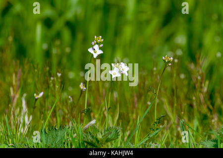 Cuckooflower (cardamine pratensis) noto anche come Lady's Smock crescendo in Prato Foto Stock