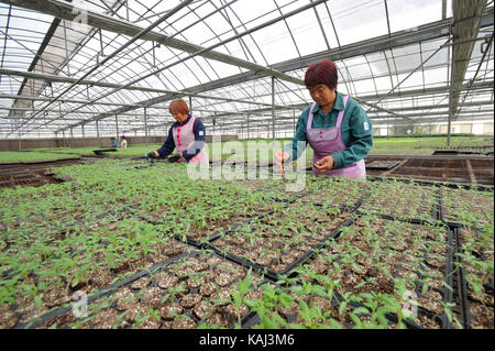 Shijiazhuang cinese nella provincia di Hebei. 26 Sep, 2017. I membri dello staff di vegetali lyuyuan il lavoro cooperativo nella contea di suning, nel nord della Cina di nella provincia di Hebei, sept. 26, 2017. La cooperativa attira più di 600 famiglie per piantare oltre 70 milioni di piantine di ortaggi. Credito: yang shiyao/xinhua/alamy live news Foto Stock