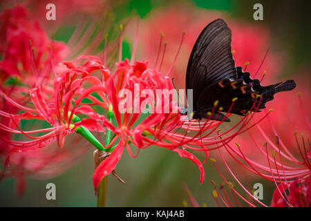 Nanjin, nanjin, Cina. 27Sep, 2017. Nanjing, Cina-settembre 2017: (solo uso editoriale. Cina out).ragno rosso lily fiorisce nella Zhongshan giardino botanico in Nanjing, Cina orientale della provincia di Shandong.lycoris radiata, noto come ragno rosso il giglio rosso giglio magico è una pianta nella famiglia amaryllis, amaryllidaceae sottofamiglia, amaryllidoideae. originariamente dalla Cina, Corea e Nepal, è stato introdotto in Giappone e da lì negli Stati Uniti e in altri paesi. esso è considerato naturalizzato nelle Seicelle e nelle isole Ryukyu.it fiori nella tarda estate o in autunno, spesso in respons Foto Stock