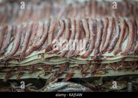 La preparazione e la sfilettatura acciughe salate al roque anchois acciuga nella factory di collioure Francia Foto Stock