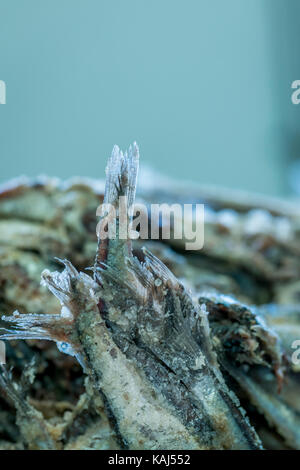 Acciughe salate al roque anchois acciuga nella factory di collioure Francia Foto Stock