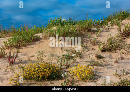 Piante selvatiche nelle dune, Spiaggia DI A Frouxeira, Valdovino, provincia di la Coruna, Regione Galizia, Spagna, Europa Foto Stock