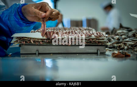 La preparazione e la sfilettatura acciughe salate al roque anchois acciuga nella factory di collioure Francia Foto Stock