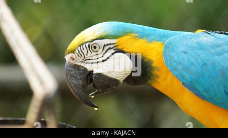 Macaw su sfondo verde in Amazzonia ecuadoriana. nomi comuni: guacamayo o papagayo. Nome scientifico: ara ararauna Foto Stock