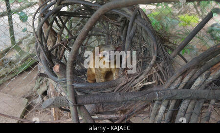 Kinkajou nel suo nido all'interno di una gabbia in Amazzonia ecuadoriana. nomi comuni: cusumbo, tuta kushillu. Nome scientifico: potosí flavus Foto Stock