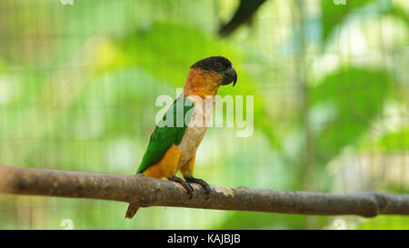 Piccolo verde, giallo e blu parrot in piedi su un ramo in Amazzonia ecuadoriana Foto Stock