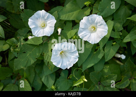 Calystegia silvatica Foto Stock