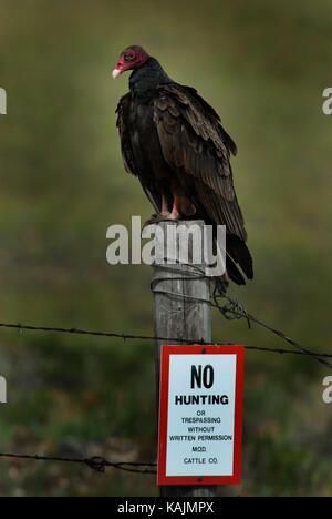 La Turchia Vulture seduto su un palo da recinzione con nessun segno di caccia Foto Stock