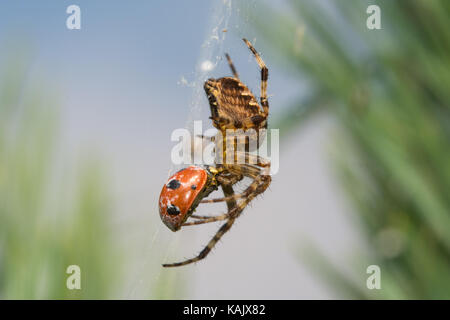 Ragno da giardino (o ragno trasversale, Araneus diadematus) che si nuce a un ladybird (ladybug) catturato nella sua rete, Regno Unito Foto Stock