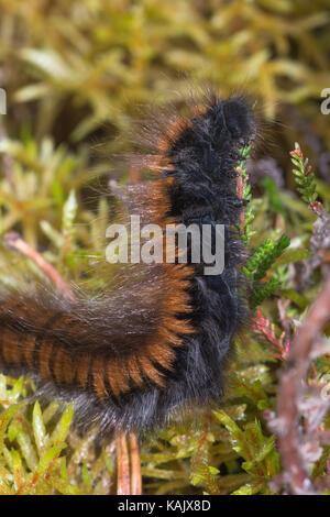 Fox moth caterpillar (Macrothylacia rubi) alimentazione su heather (Calluna) Foto Stock