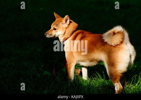 Shiba Inu (spitz giapponese-tipo) razza cane nella macchia di luce Foto Stock