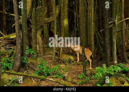 Un cervo colombiano femminile dalla coda nera (Odocoileus hemionus columbianus), nel suo ambiente domestico sulla costa occidentale dell'Isola di Vancouver Foto Stock