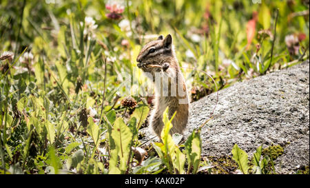 North American Least chipmunk (Tamias minimus) mangiare in un prato alpino circondato da fiori. (British Columbia, Canada) Foto Stock