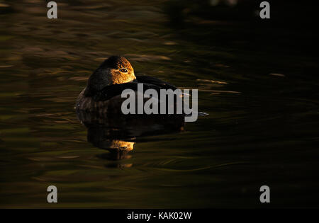 Un anello femmina-NESSO Duck di riposo in un tranquillo laghetto di dark waternear Hinton Alberta Canada. Foto Stock