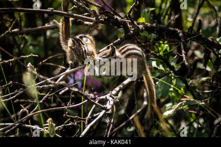 Due minimo chipmunks (Tamias minimus) in un arbusto. (British Columbia, Canada, Nord America) Foto Stock