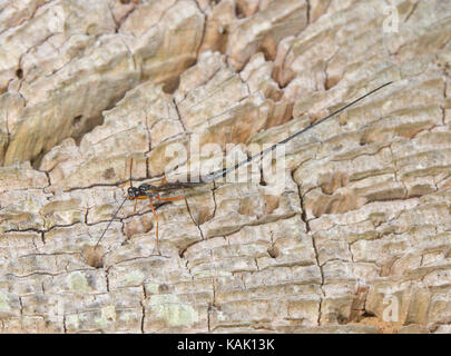 Large Ichneumon o Darwin Wasp (Ephialtes manifestator ID EXAMINED) su Dead Oak Foto Stock